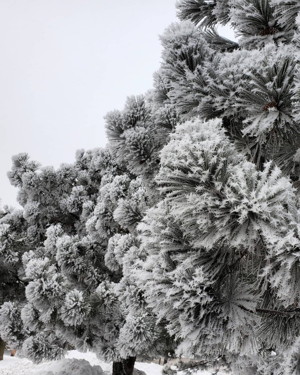 OffAxisCreation's tweet photo. Wisconsin for the eleventy-millionth day of the gray winter void #hoarfrost https://t.co/CqL6418QIk