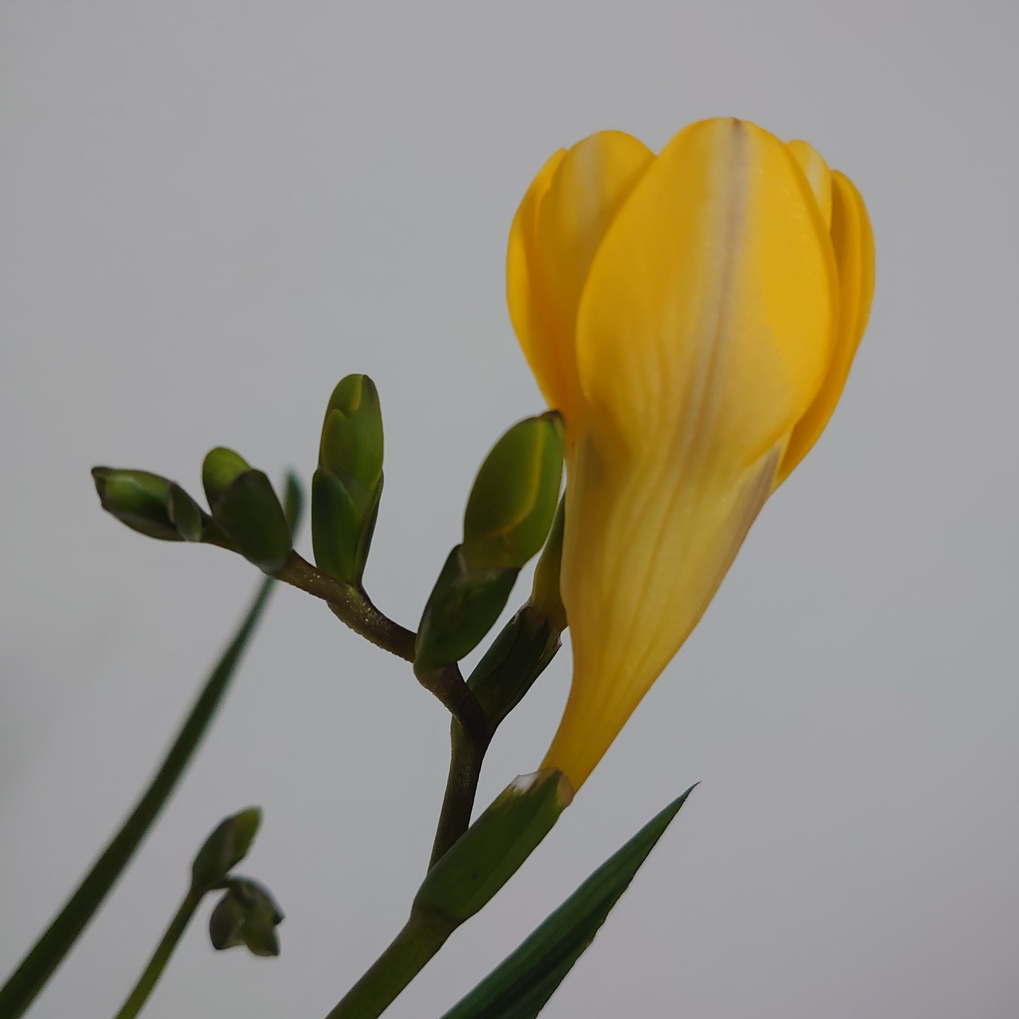 Reina フリージア この蕾がコツコツ1つずつ咲くんです これを見るのが楽しみ 花言葉は 天真爛漫 フリージア 日比谷花壇 ハナノヒ T Co V69rn8tv2b Twitter