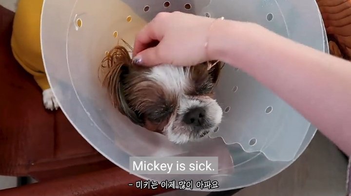 jhoprs's tweet photo. mickey está ficando doente devido a sua idade :( vamos torcer pra que ele se recupere e fique bem logo :( https://t.co/uRP6Yx22Tz