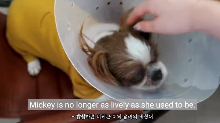 jhoprs's tweet photo. mickey está ficando doente devido a sua idade :( vamos torcer pra que ele se recupere e fique bem logo :( https://t.co/uRP6Yx22Tz