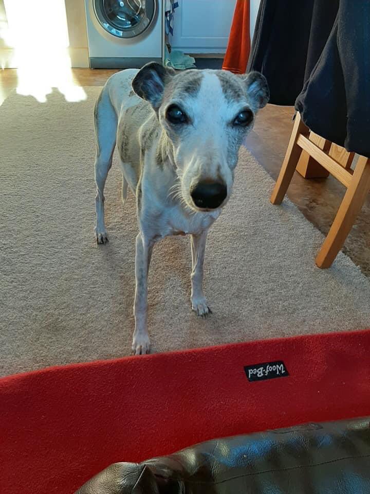 Mum said I’m looking good considering my dad was told to put me to sleep July last year. How wrong was that vet! #whippetwarrior ♥️