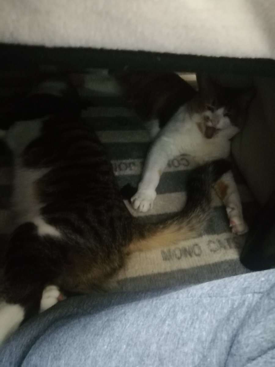 _neko_love_cat's tweet photo. https://t.co/FWSTGTEdmW