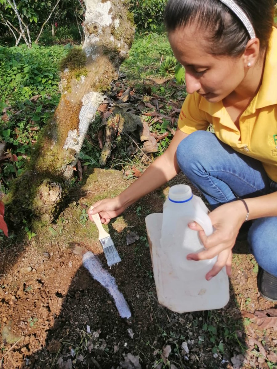 baldor_bermeo's tweet photo. Aplicamos fungicidas en cultivos de cacao en nuestra Comunidad de Santa Martha.
Apoyamos a nuestros agricultores ponceños para que su producción no sea afectada.
Somos un cantón #AgroMinero ejemplar para el País y el Mundo. https://t.co/SDK0PgGgXO