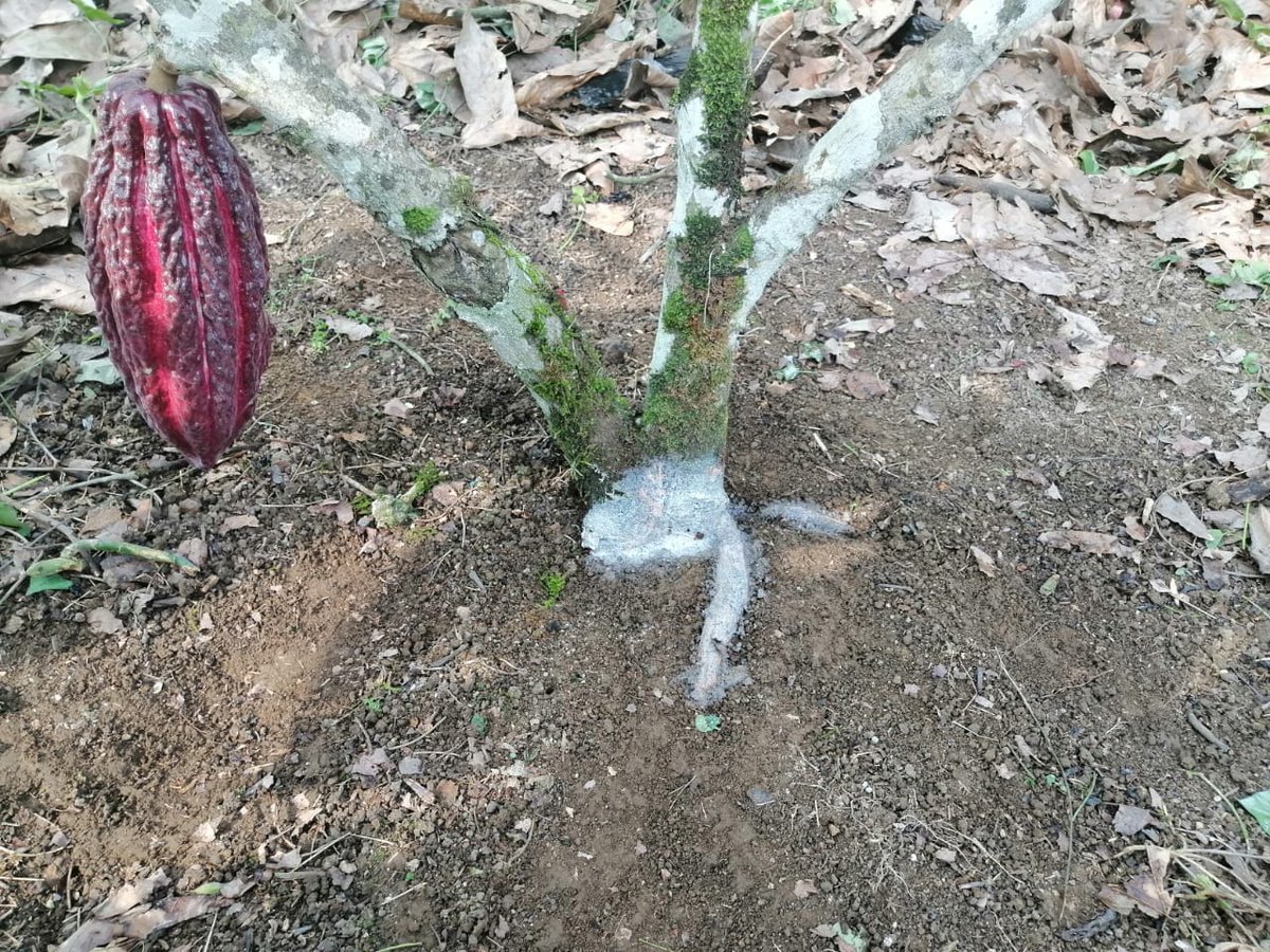 baldor_bermeo's tweet photo. Aplicamos fungicidas en cultivos de cacao en nuestra Comunidad de Santa Martha.
Apoyamos a nuestros agricultores ponceños para que su producción no sea afectada.
Somos un cantón #AgroMinero ejemplar para el País y el Mundo. https://t.co/SDK0PgGgXO