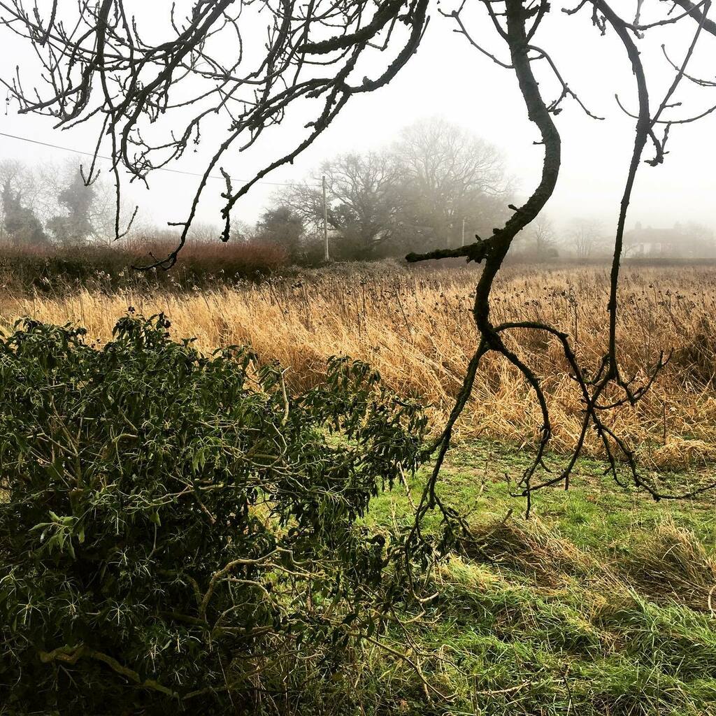 timofnewbury's tweet photo. Ivy bush and sunflowers off Cope Hall Lane, Newbury #ludwigfilter https://t.co/OuNgmH9CEK https://t.co/TprXiJDJcN