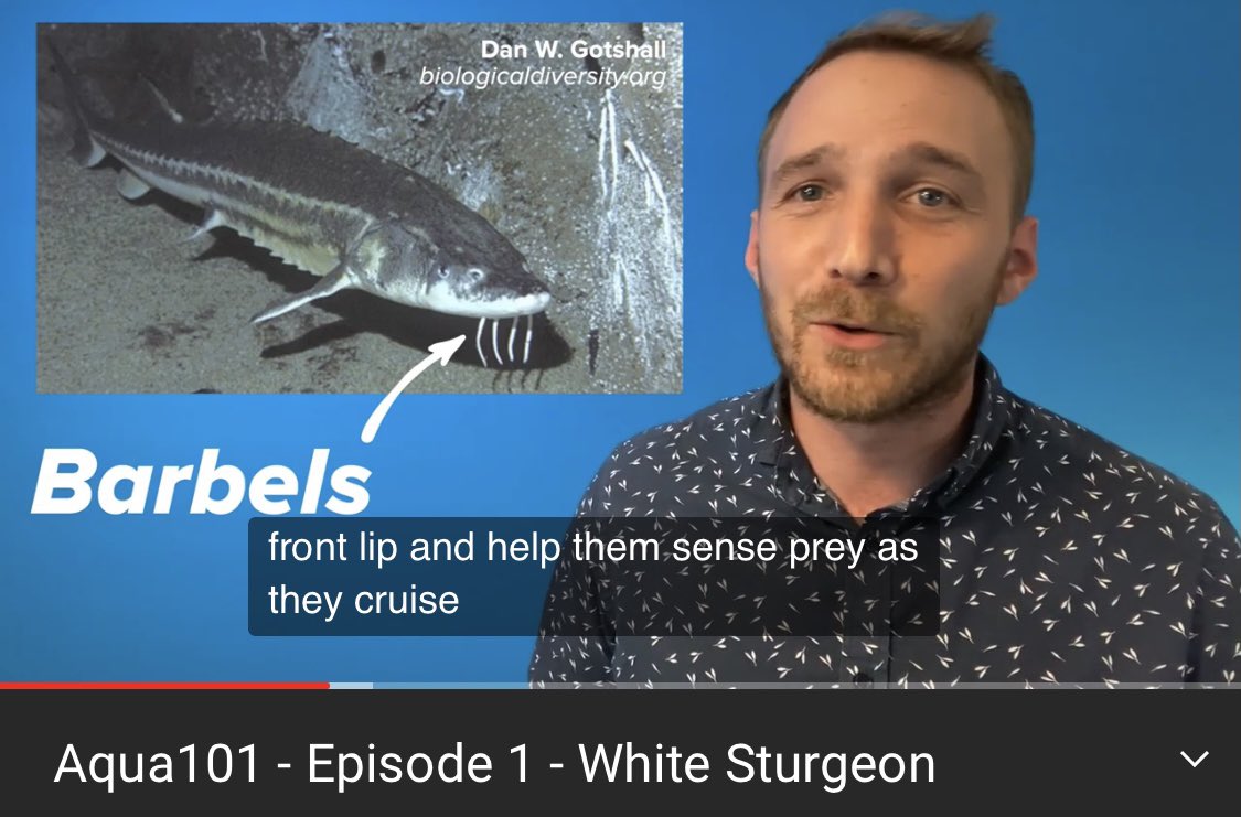 TiffLovesACNH's tweet photo. soo my future brother-in-law is basically Blathers 😂 Sturgeon fun facts!!! https://t.co/66nVeu9gEl #ACNH https://t.co/sBkzhI0E7G