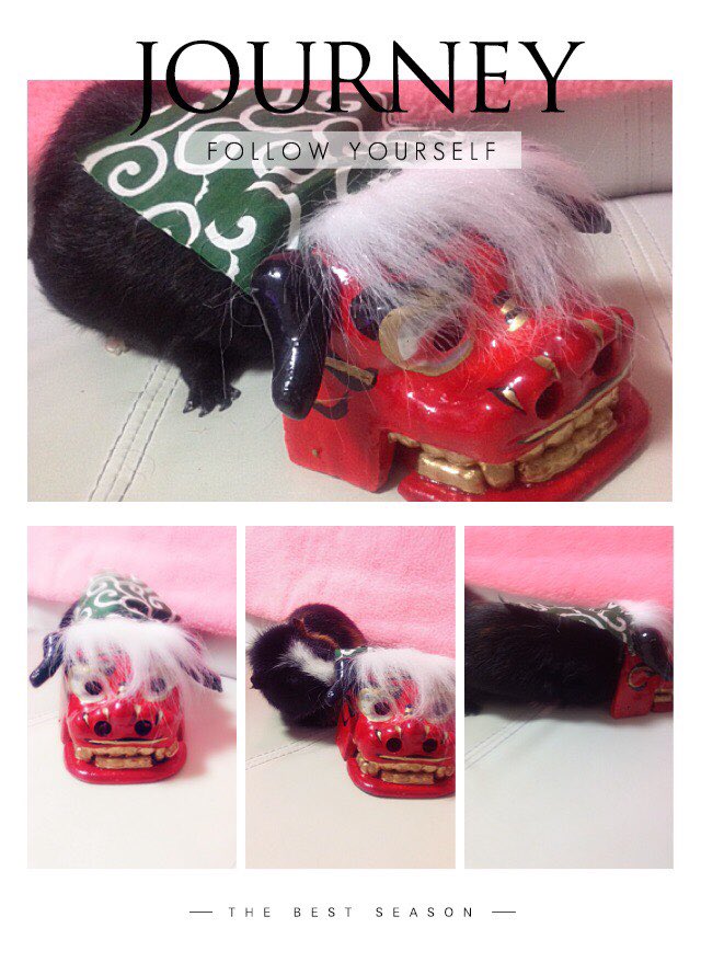 ISA830's tweet image. 皆様、お久しぶりです。
今年はポポちゃんの居ないお正月を初めて迎えましたが、心の中にはいつも一緒に居ます✨
2021年もどうぞよろしくお願いいたします！

写真は数年前のお正月で獅子舞を被ってもらった時のもの😝