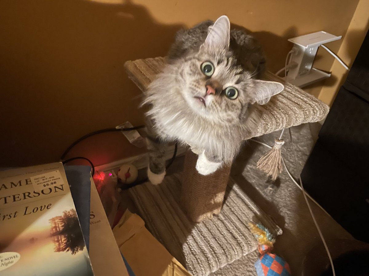 Hey princess, it’s been a while, I have to come back and show #CatsOfTwitter my stuff #siberiancats #catlovers