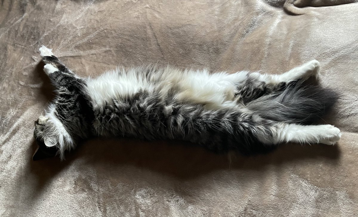 #CatsOfTwitter ##catlovers #CuteCat Siberian #cat Sasha.... #restful #kitty