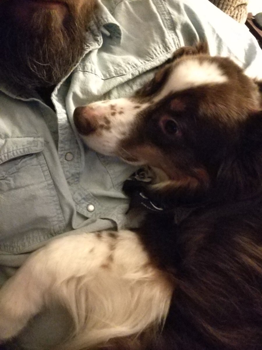 AussieDocthe's tweet photo. Dad's still trying to calm me down after yesterday... https://t.co/nmbCiOLlgA
