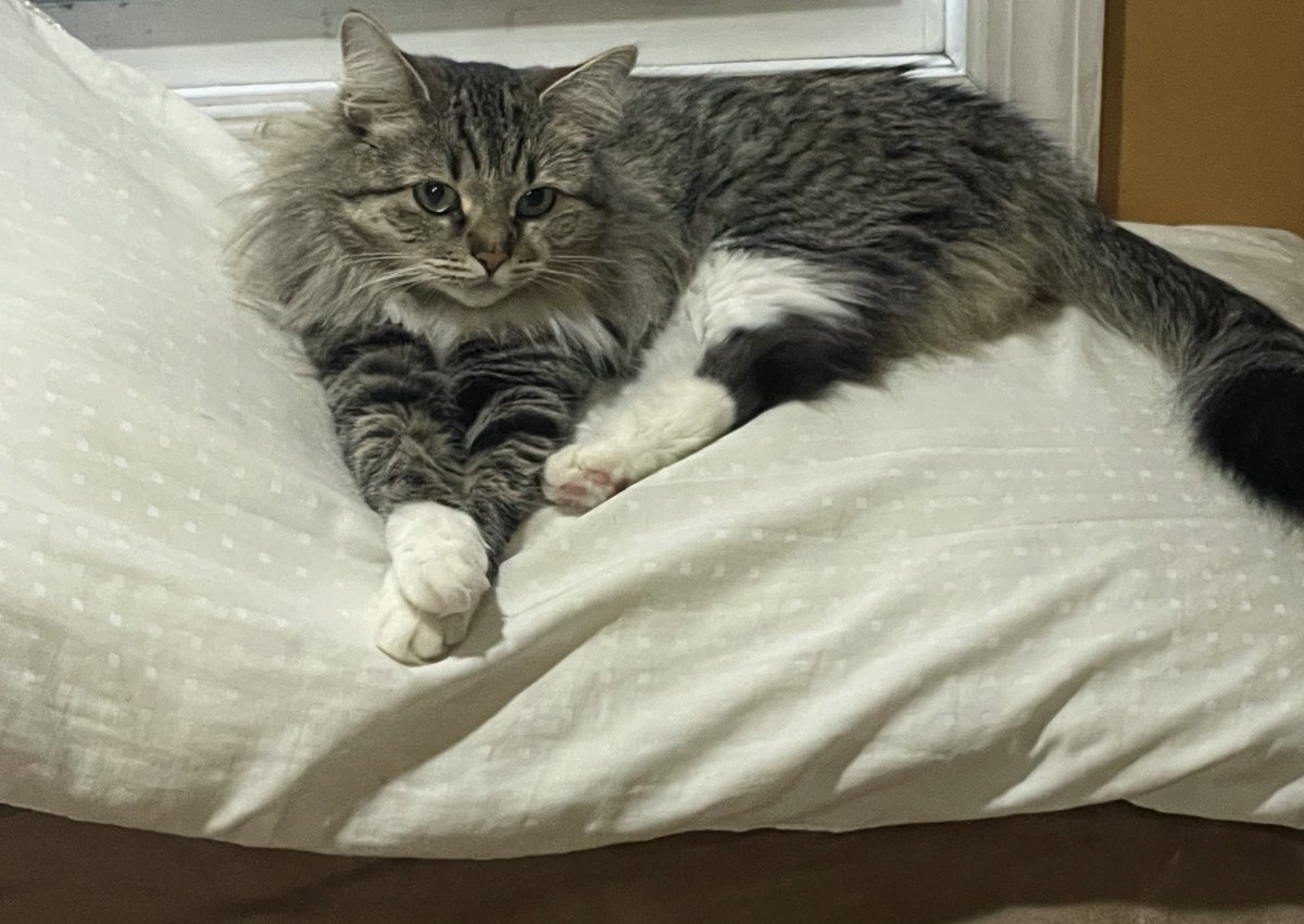 #CatsOfTwitter #CuteAnimals #CuteCat #Cat Siberian #cat Sasha.... #princess