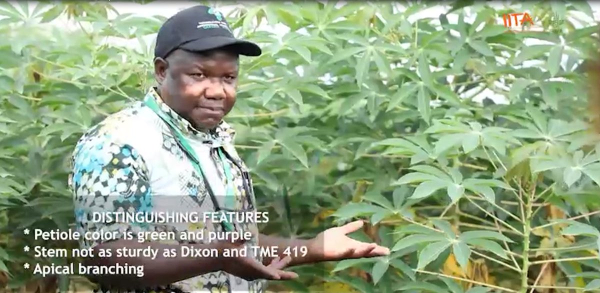 Farmer’s Pride (TMS-961632) and Fine Face (TMS-980505) are unique cassava varieties. What's special about them? What's the pride in Farmer’s Pride? How beautiful is Fine Face to be so called? Find out here: youtu.be/MipwBRDXheA
#CassavaVarieties #ImprovedVarieties #SixSteps