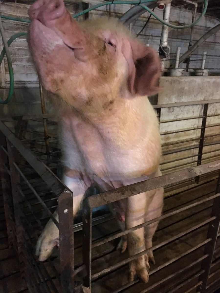 MarissaGladding's tweet photo. @Sgflint @sf28430 One of our old meishan boars, his name was Dopey 😂 he loved attention https://t.co/iADFtU8aWN