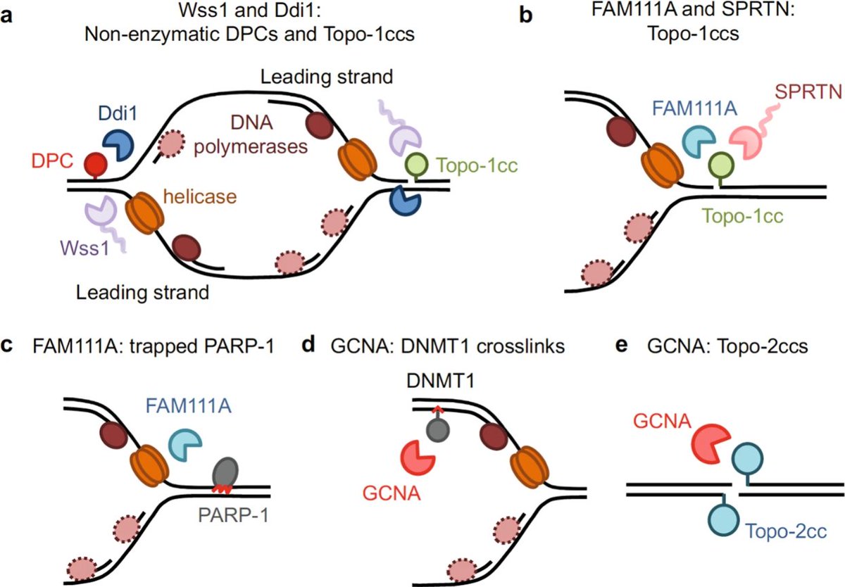 Ruggiano and <a href="/Kramadan2/">Kristijan Ramadan Laboratory</a> discuss the roles of DNA-protein crosslink (DPC) proteases, which digest the protein component of crosslinks, in DPC repair and beyond. nature.com/articles/s4200…