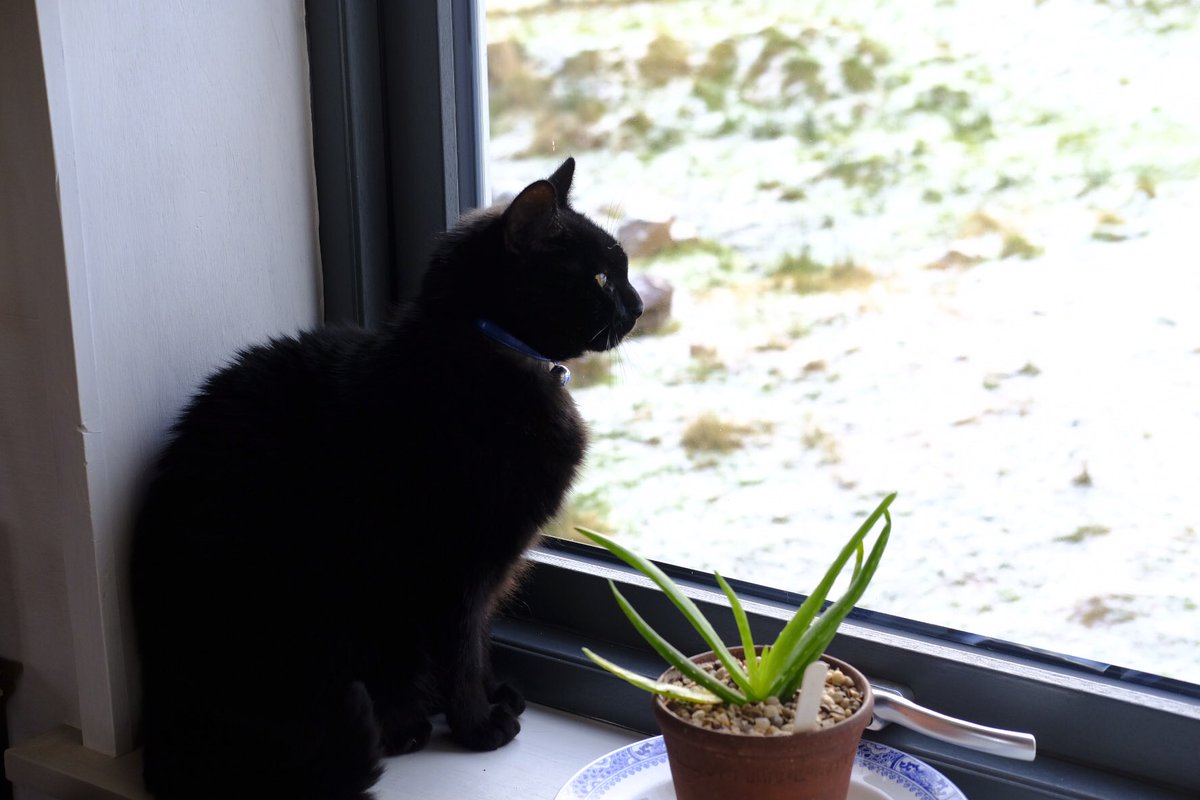 Our windows & doors were made in Dornoch. We’ve double glazing, as triple was seen as too expensive for the marginal benefits it would bring us. There are low energy fans moving air around & vents in the walls. It’s paradise after a cold, damp & mouldy caravan.