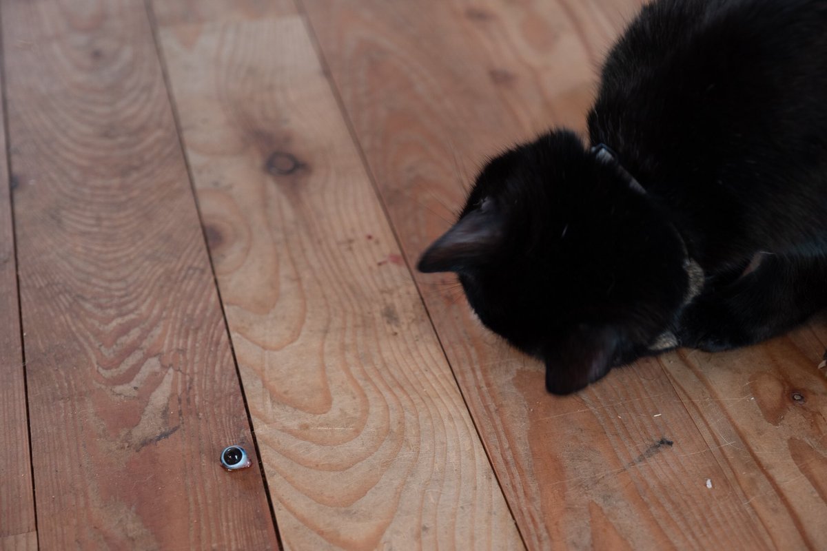 Our flooring is local larch, from Lairg. Milled, dried & planed at Cromartie Timber, Strathpeffer. We laid it ourselves. It’s beautiful. (I hate carpets). Very nice on bare feet & easy to clean, especially when the cat’s been doing ‘art’...