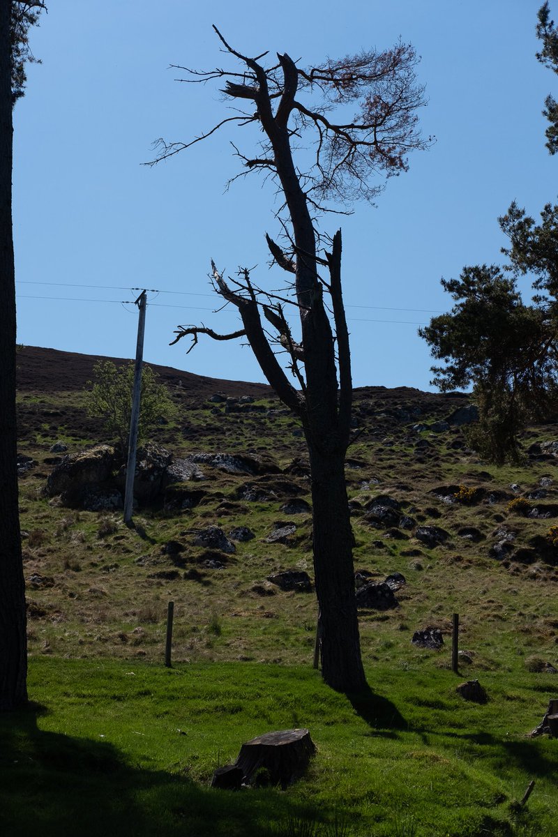 The shelves in the larder are made from a Scots pine tree from a neighbour’s Croft. Milled at Novar sawmill as the log was too big for Golspie sawmill to do for us. The kitchen table is made from the same planks. As are other shelves around the house.