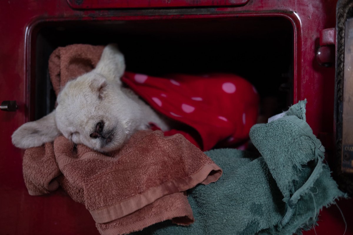 Most of our furniture has been built by the Postie, designed by me. Pocket hole screws & 18mm plywood have been a revelation. It’s very much a working Croft house, not a precious show home. There will be lambs in the kitchen if need’s be.