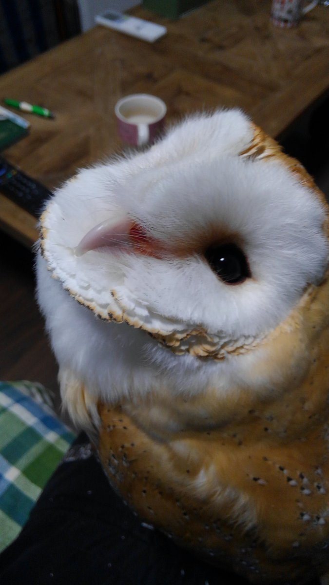 メンフクロウかわいい