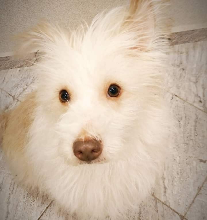 dingoteam's tweet photo. Սա ձյան փաթիծ չէ 😆❄❄❄❄
Այլ մեզնից տարիներ առաջ որդեգրված Դեյզին է 🥰😍🤍
#deyzi #elenadopt #elenpapyanadopt #dingo #dingoteam #dingoadopt #adoptfromdingo https://t.co/yhspvaFTjU