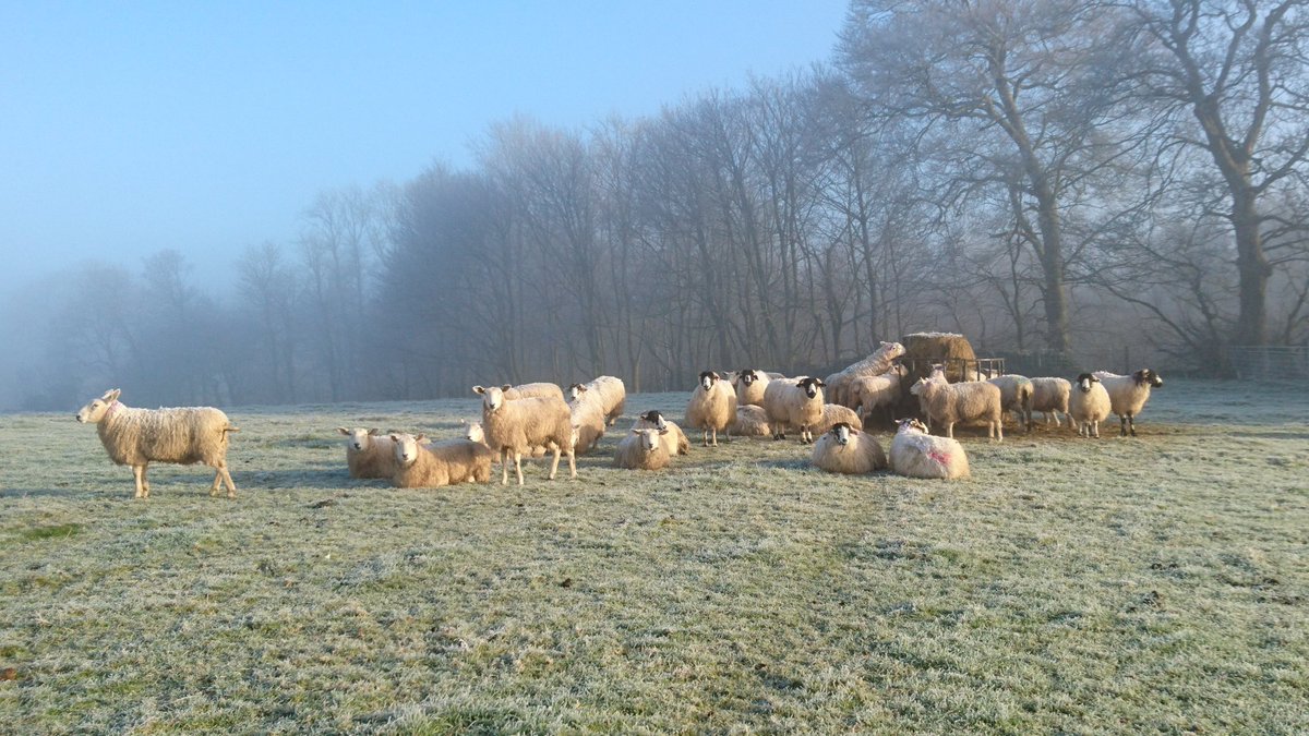 sheepinstitches's tweet photo. Another cold, frosty morning. And I've got my little helper π #Cotswolds #organicfarming #winter #sheep365 #RoughFells #EbworthEstate https://t.co/VEHBipFHu9