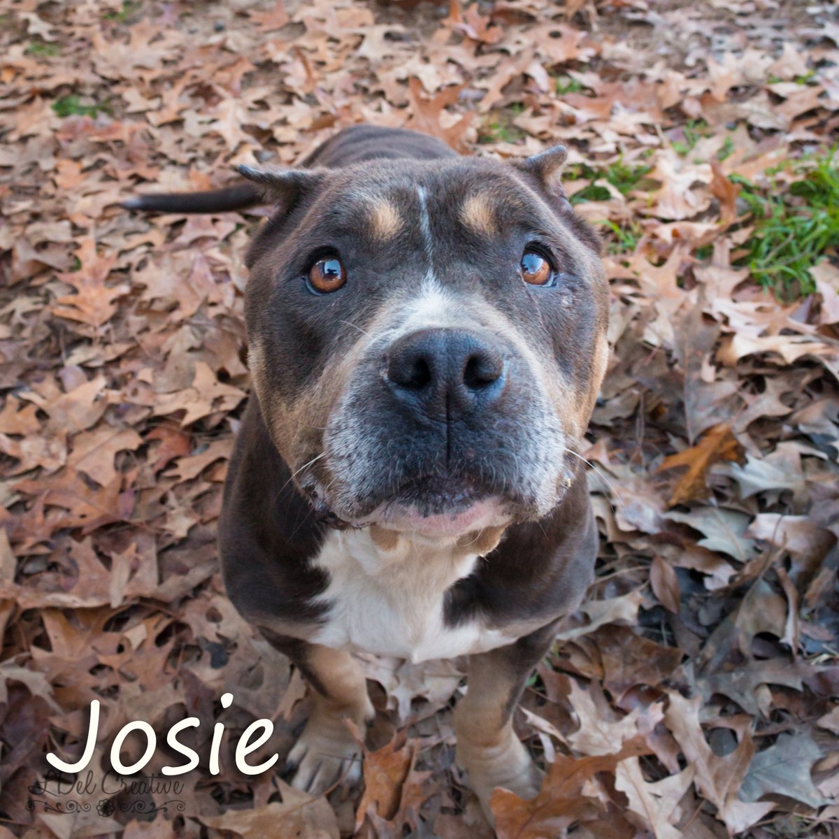 Lots of new faces at the shelter to start off the new year! #AdoptDontShop #rescue petsaversshreveport.org/index.php