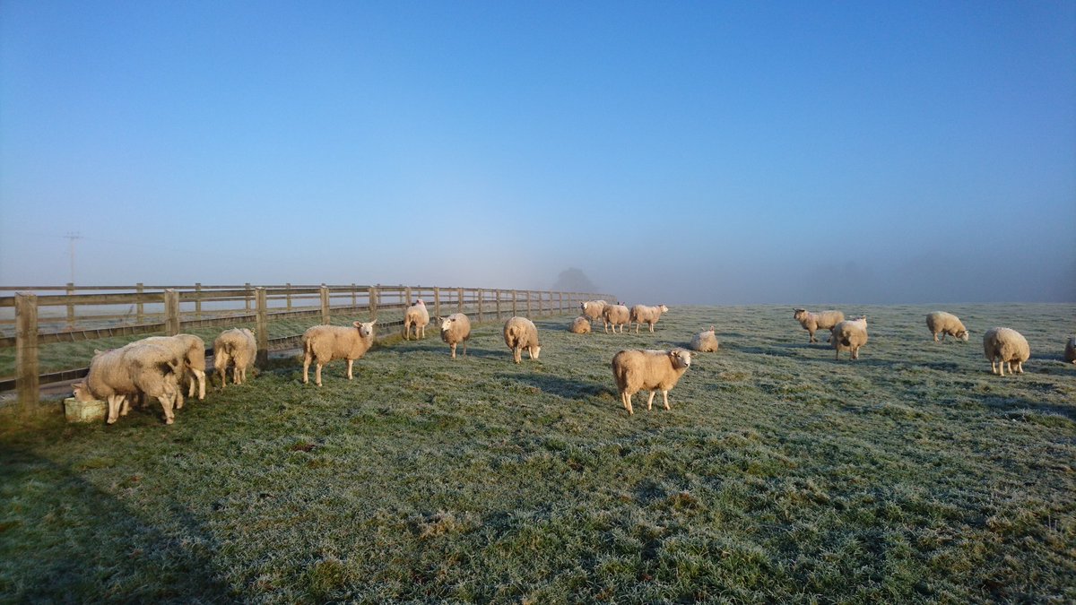 sheepinstitches's tweet photo. Another cold, frosty morning. And I've got my little helper π #Cotswolds #organicfarming #winter #sheep365 #RoughFells #EbworthEstate https://t.co/VEHBipFHu9