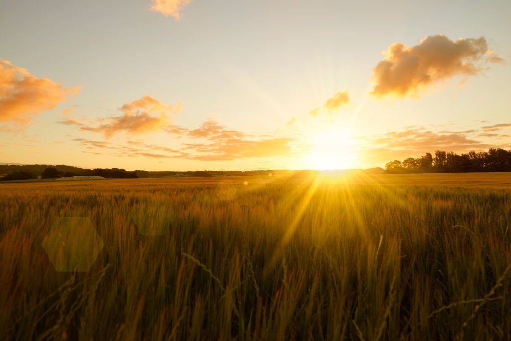 factzfly's tweet photo. Sunshine acts as a natural antidepressant. https://t.co/TGiQNx8eBp