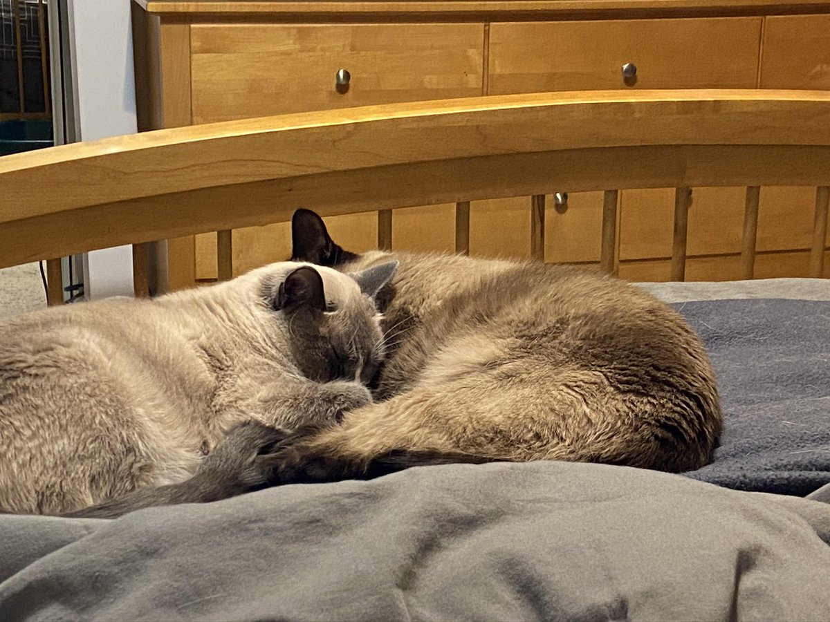 INFJyogini's tweet photo. @AmandaLovesBB8 (Hugs) -I’m stress adding another kitten to our already full household. Not sure how many cats is too many cats but I hope things get less stressful soon. https://t.co/FouMiPzPfu