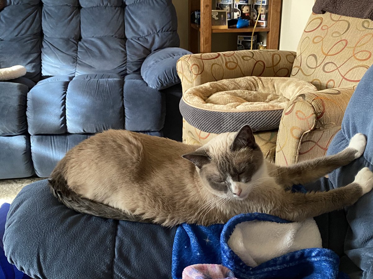 INFJyogini's tweet photo. @AmandaLovesBB8 (Hugs) -I’m stress adding another kitten to our already full household. Not sure how many cats is too many cats but I hope things get less stressful soon. https://t.co/FouMiPzPfu