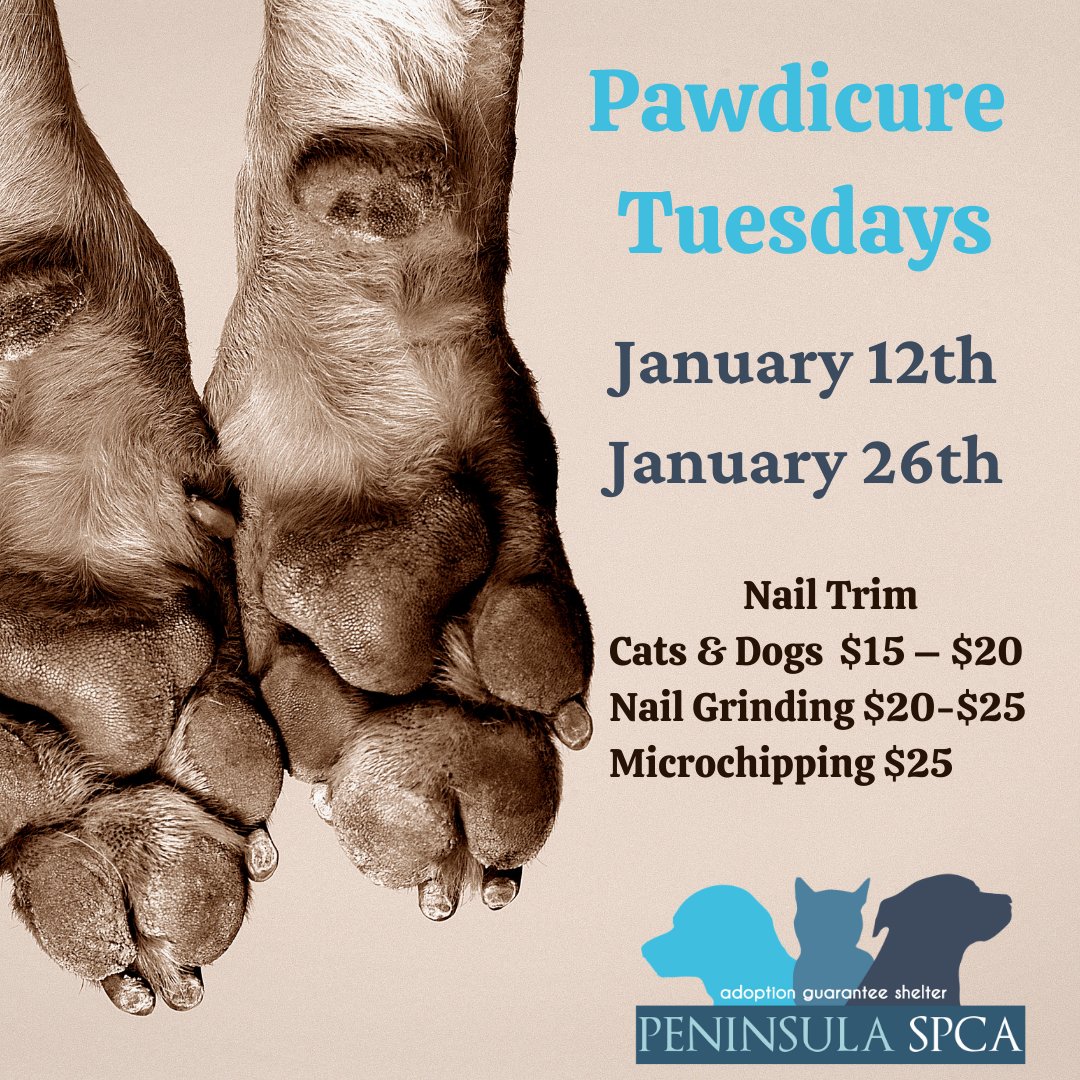 PeninsulaSPCA's tweet photo. New this month - Pawdicure Tuesdays! Bring Fido or your feline in for a quick nail trim on Jan 12th or 26th. We also offer nail grinding, flee & tick prevention & microchipping. Book directly here - https://t.co/1vhn0TKSeP
#TameTheClaws #Pawdicure #QuickTrim https://t.co/IZxViqV9S8