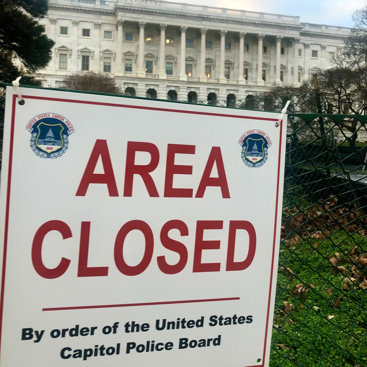 Amelia Strauss tweet media