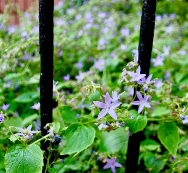 #rbkc Council require
no net loss of existing social rented provision.
This coming Tuesday 12th Jan 2021, RBKC’s Major Planning Development Committee decide on Clarion / Savills proposed net loss of existing social rent homes in planning application PP/20/05566 
#london #uk