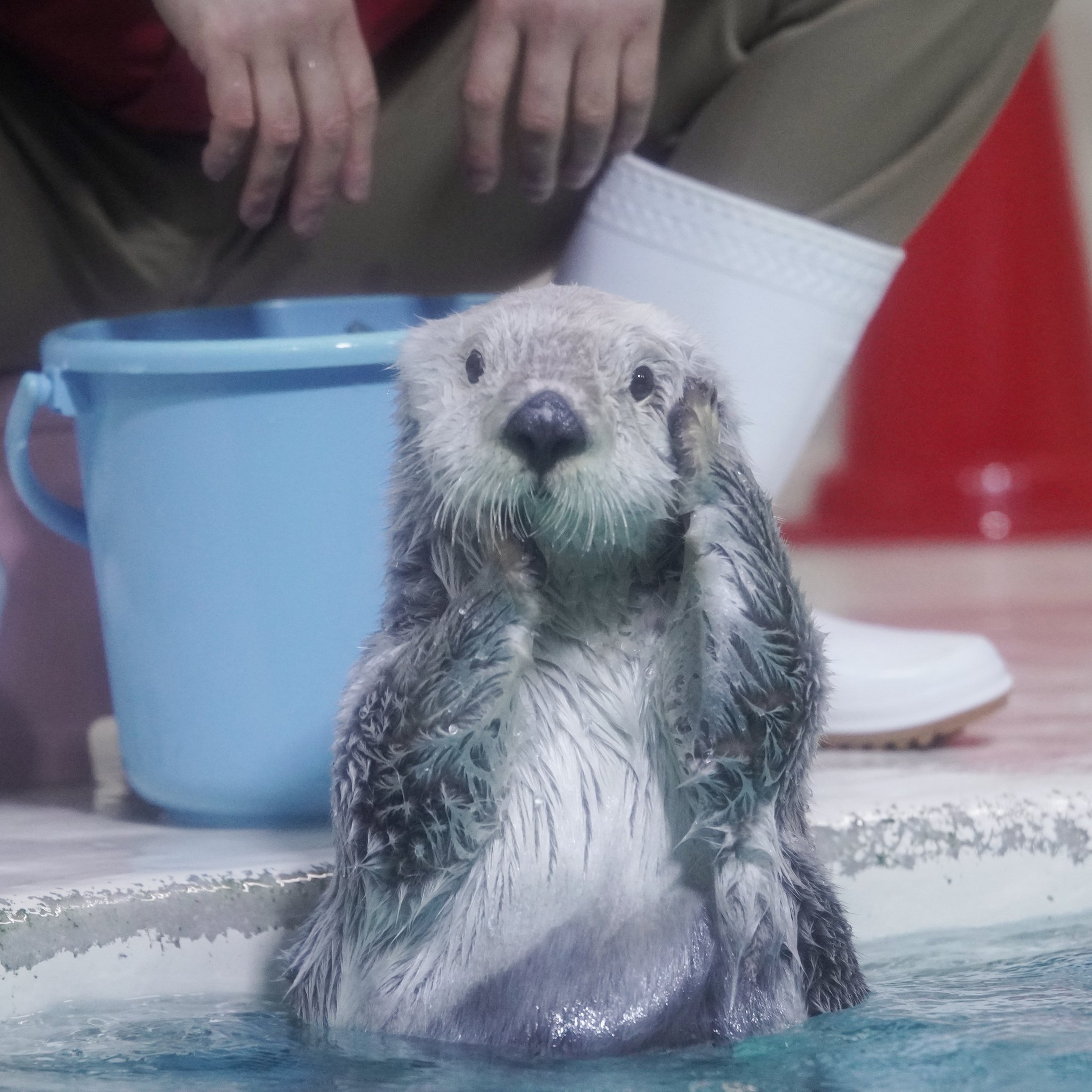 Amazon.co.jp: カプくじ 鳥羽水族館 ラッコのメイちゃん くじ