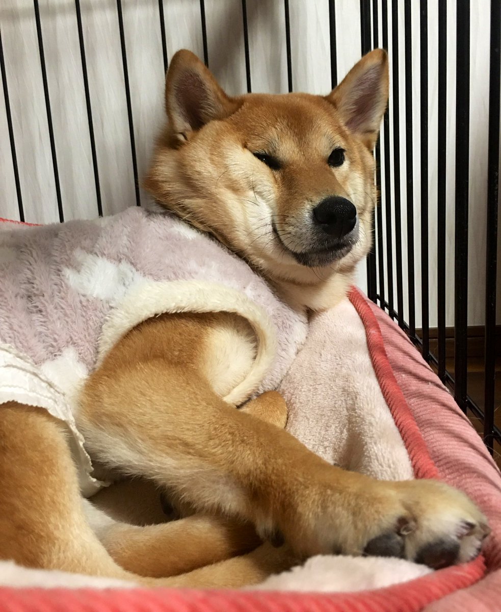 おっさん犬