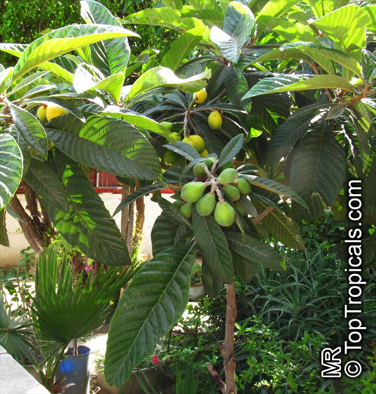 toptropicals's tweet photo. #Loquat is normally winter flowering and spring #fruitingtree. You may see flowers throughout the winter and they may set some fruit for you.If during this time you have to keep the plant indoors, here are some recommendations:
https://t.co/NkVz7uSQiH
#gardening
#ThursdayThoughts https://t.co/3uf3QL78bq