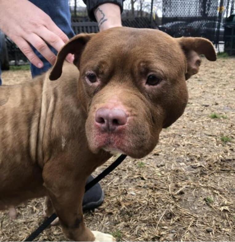 Introducing Pippy!! 
This beautiful girl was brought to <a href="/ACCTPhilly/">ACCT Philly</a> as a stray with some apparent hair loss and a large mass on her back paw. Even though she was scared, Pippy’s sweet temperament won over staff and volunteers. How could we say no to this face?
#rescue #phillydog