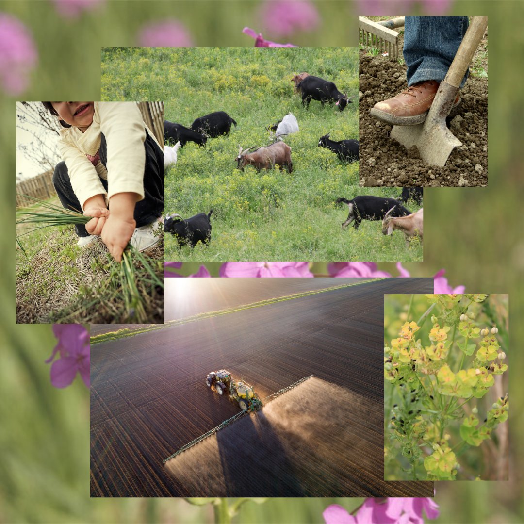 FWRWMA's tweet photo. An integrated approach to weed management not only means using different chemicals but also means using different approaches – for example, using a bio-control agent that partners with a chemical. Or using a mechanical method with chemicals. #fwrwma #invasiveweedmanagement https://t.co/unH0eIo3fs