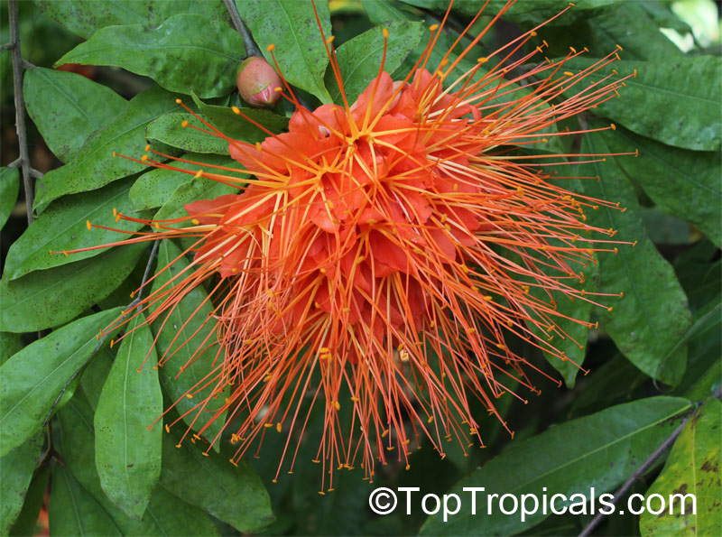toptropicals's tweet photo. #Brownea macrophylla - Panama Flame Tree. Young leaves a pale green to pinkish, almost white, sometimes with variegation and hangs down like a large handkerchief. The flower lasts a few days, however the view is unforgettable.
https://t.co/OGIFJ95sJ2
#rareplants
#ThursdayThoughts https://t.co/nVcOTr8se2