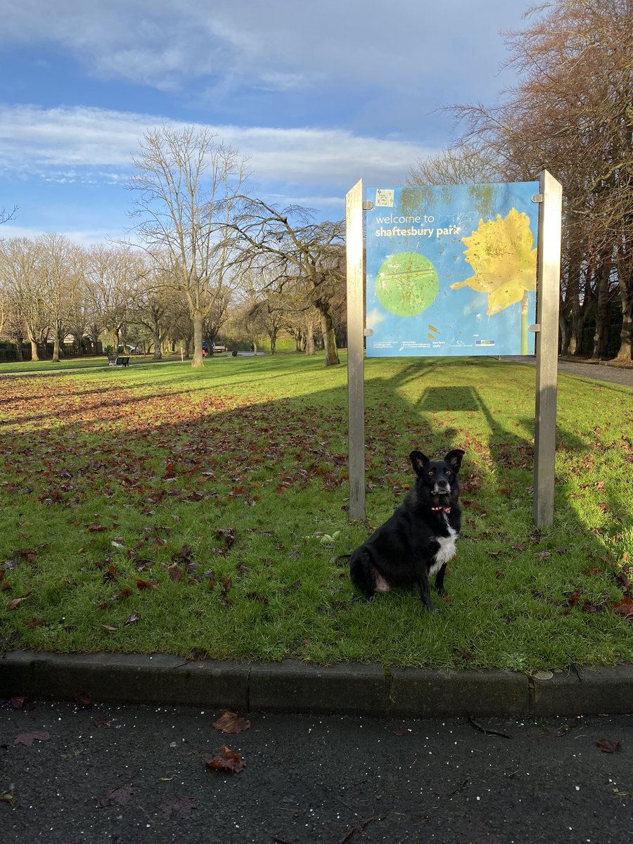 cwag_91's tweet photo. Our baby girl Fodhla lost her battle with Cancer today. She has made us the proudest/happiest doggy parents in the world and we are truly heartbroken. Sleep tight our little Angel. We love and miss you so so much ❤️👼 #runfree @JulieC13 https://t.co/nVkY4OFg1m