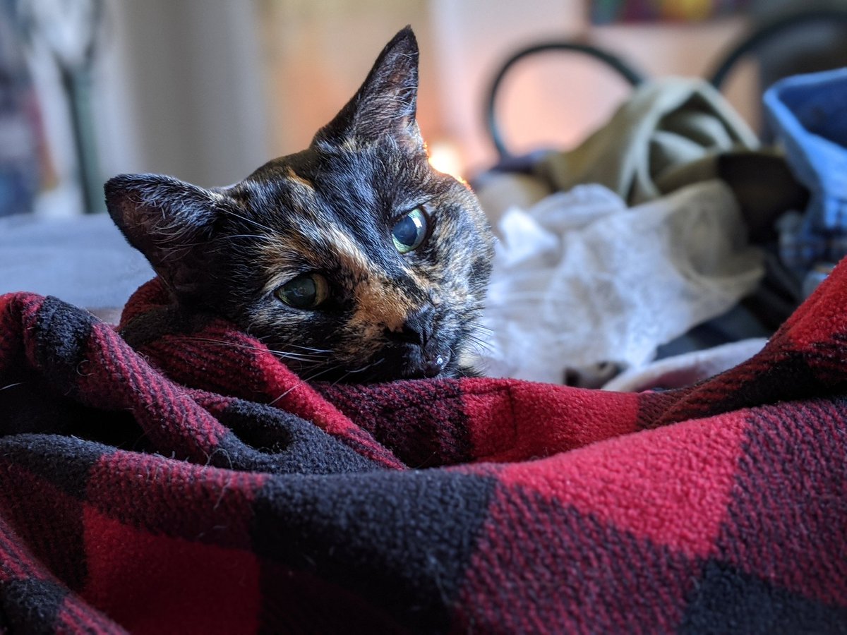 FreyaPuss's tweet photo. @theprincecat https://t.co/J9TST4kFow