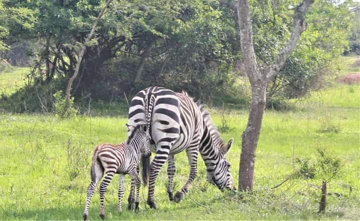 WildTrips256's tweet photo. Did you know that he pattern of zebra strippes are different for each individual zebra making them each as unique.
Well visit Uganda.
wildtripsafricasafaris@gmail.com
#wildtripsafricasafaris #wildlife #nature #zebras #zebrapatterns #lakemburonationalpark https://t.co/kKcVVYfydd