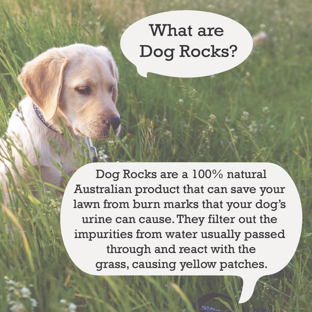 What Type Of Rock Is Dog Rocks