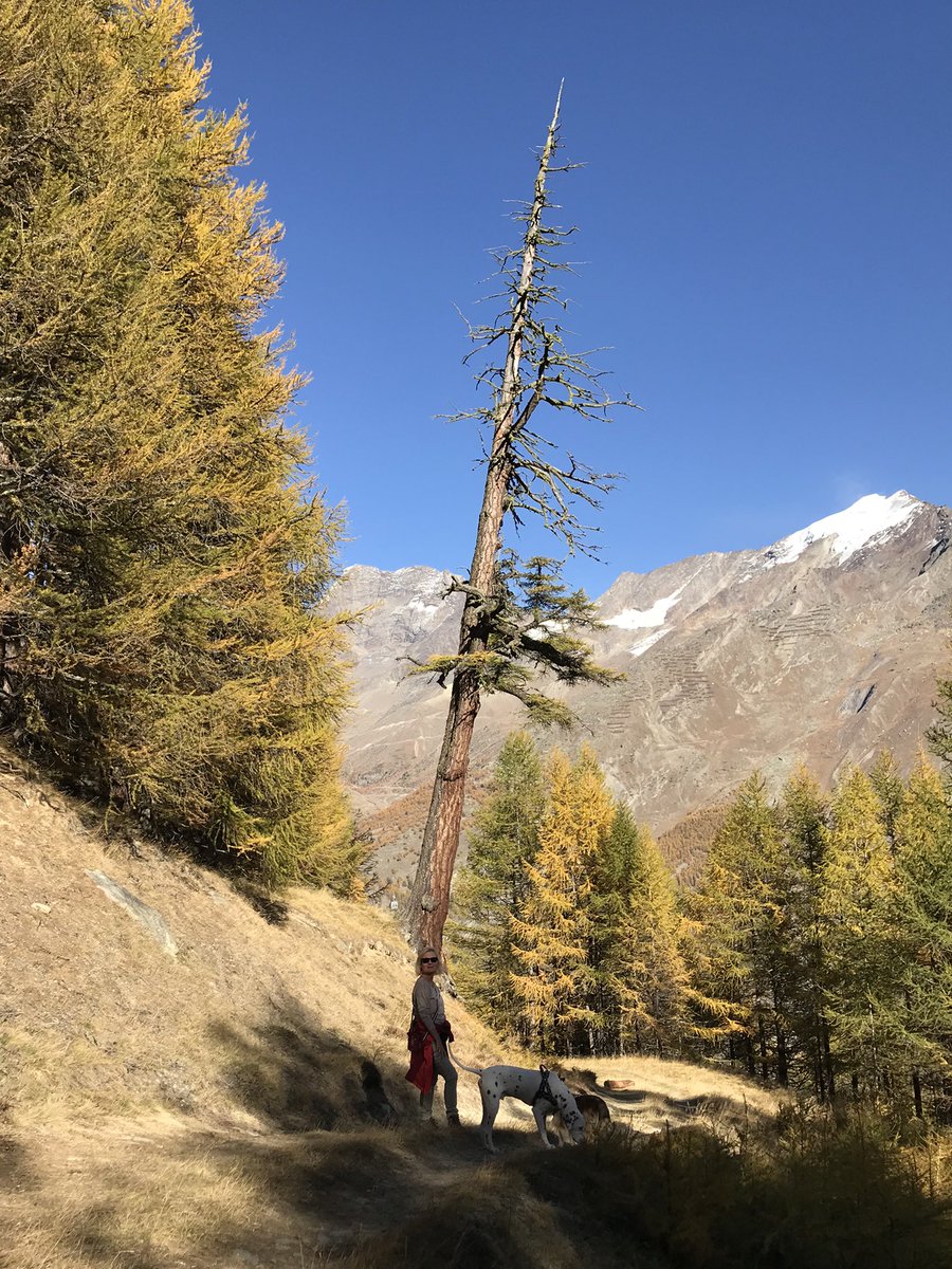 Heiterweiter66's tweet photo. Faszination pur - Lärchen werden viele hundert Jahre alt - 600 Jahre oder gar noch mehr Jahre liegen drin - dies war meine Lieblingslärche am Hannig #saasfee - leider brachte sie #burglind am 3.1.18 zu Fall 😢 @Friedadiezweit1 mit Zitat #CarlZuckmayer auf dem Serpentinstein ♥️ https://t.co/WwgIjhJ5RN