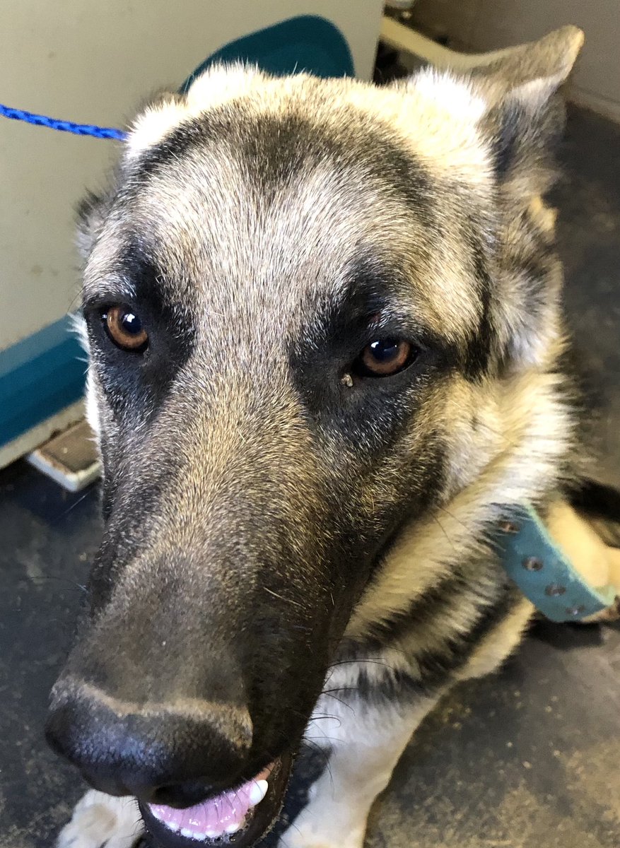 CollegeaveVet's tweet photo. Found near Bell Mobile Homes in Levelland. No tags or chip. She is injured and needs her family. 806-894-4140 https://t.co/rezOl8aWNN