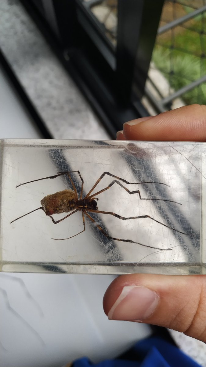 lembendo's tweet photo. ⚠️⚠️⚠️❗❗❗GATILHO ARACNOFOBIA

@Michelotto8legs consegue identificar qual aranha é essa? Tá em resina porque é daquelas coleções que vendia em banca de jornal. #aranha #spiderIdentification #trupenaturalista https://t.co/IZ0EFgI5Fp