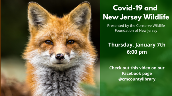 This year, the COVID-19 pandemic has affected human lives in many different ways. However, the pandemic has been impacting our environment and nature as well.

Learn more here: youtu.be/74dH_oEzHII 
 #conservenature #conservewildlife #COVID19  #CapeMayCountyNJ #cmcl