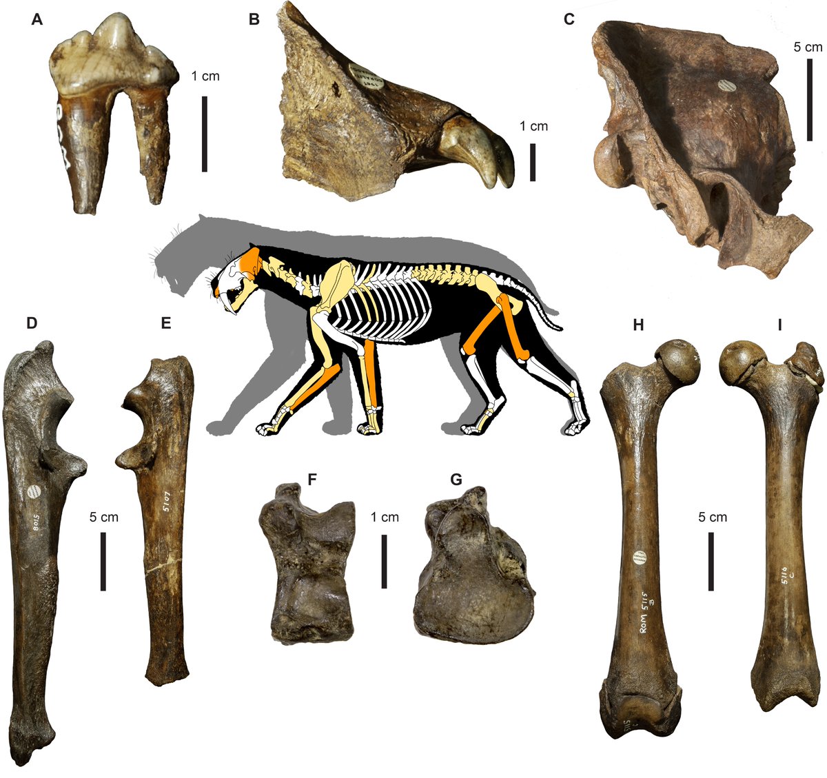 What we found was that the fossil assemblage, mostly dominated by ground sloths, was probably created during a catastrophic event. Among over 4,000 bones collected by  @ROMtoronto curators A.G. Edmund and R.R. Lemon, we identified 58 Smilodon fatalis elements.