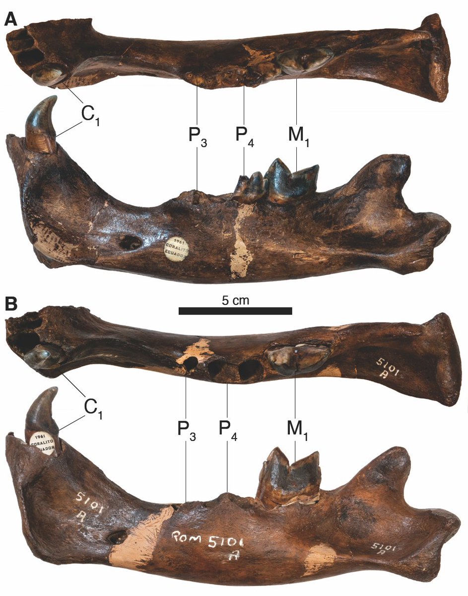 But things start to get REALLY interesting when we look at that lower jaw bone. They both have the socket for a tooth called a p3, or third lower premolar.Cool. The cats have teeth! But what's so cool about that? Well...