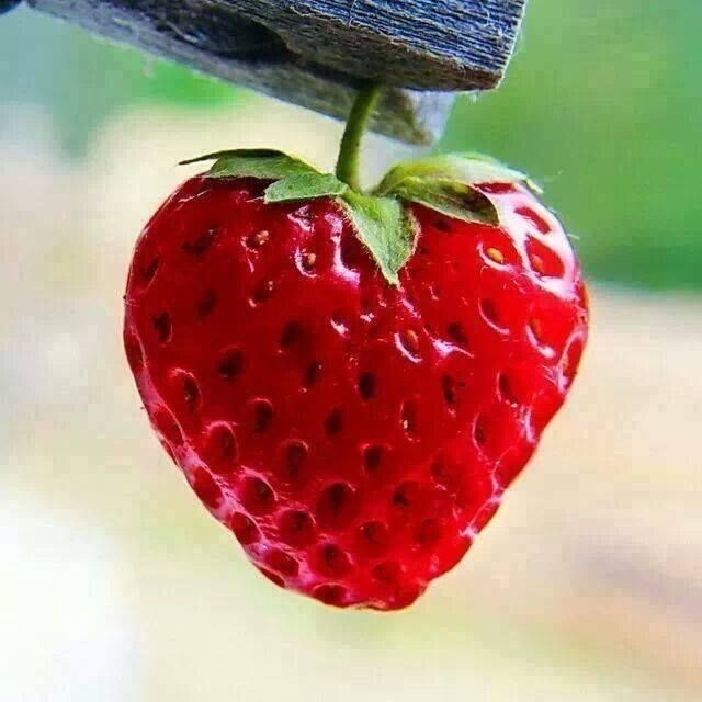 rainbow_explode's tweet photo. heart shaped strawberries 🍓❤️ https://t.co/Dxj38J2lCy